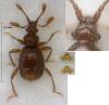 Bryaxis cebennicus